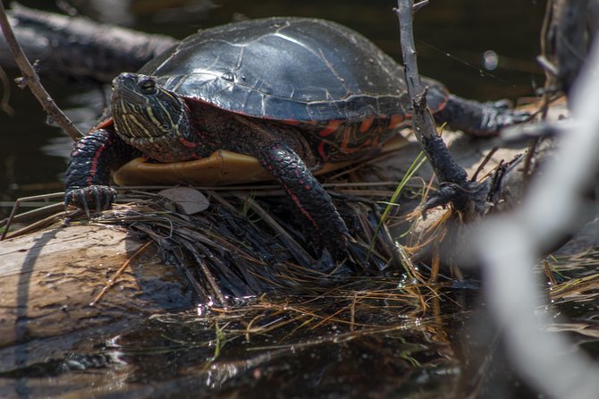6 Hour Algonquin Park Canoe Trip - Swimming and optional cliff jumping: how to decide on the moment
