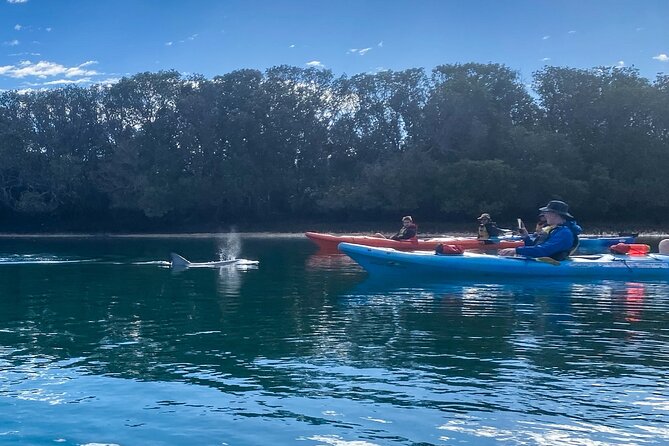 Adelaide Dolphin Sanctuary and Ships Graveyard Kayak Tour - Why this tour feels like Adelaide’s “secret” water-world