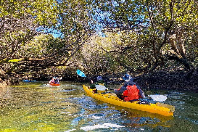 Adelaide Dolphin Sanctuary and Ships Graveyard Kayak Tour - Mangrove creeks and the Port River Dolphin Sanctuary