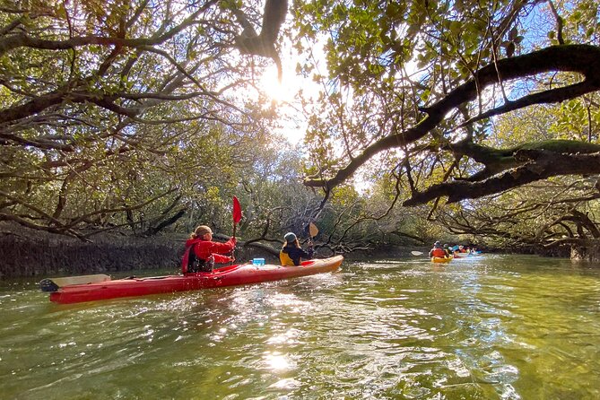 Adelaide Dolphin Sanctuary and Ships Graveyard Kayak Tour - Value and price: is about $55.94 good value here?