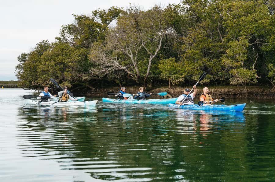 Adelaide: Dolphin Sanctuary Eco Kayaking Tour - Kayaking the dolphin sanctuary: 10,000-year-old mangrove creeks