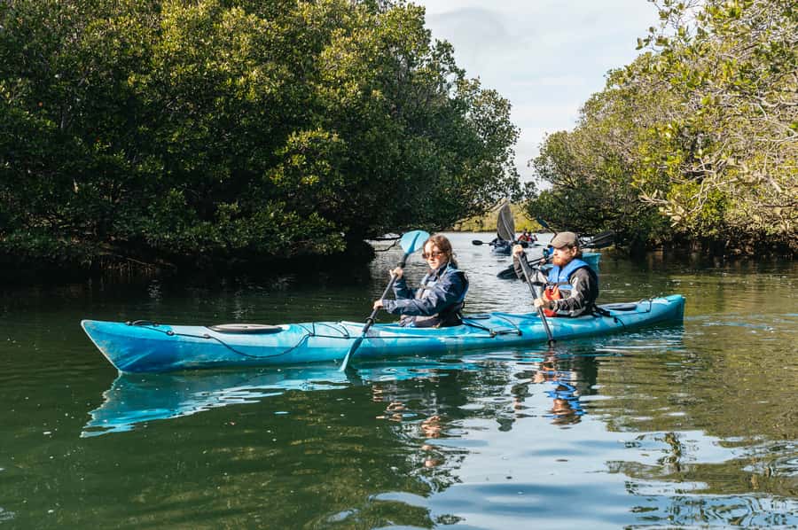 Adelaide: Dolphin Sanctuary Eco Kayaking Tour - Price and what you truly get for $55