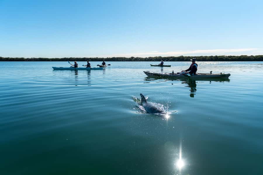 Adelaide: Dolphin Sanctuary Eco Kayaking Tour - The 15-minute safety briefing that keeps it low-stress