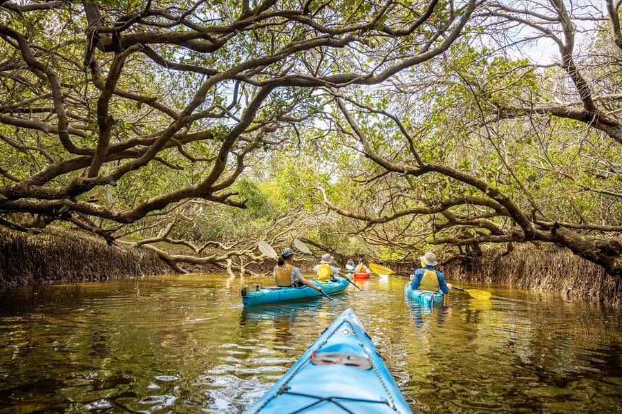 Adelaide: Dolphin Sanctuary Mangroves Kayak Tour - Key things you’ll notice on this Port River Dolphins kayak tour
