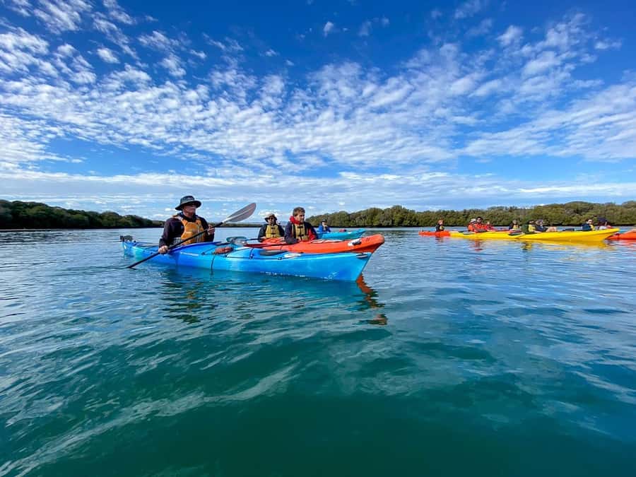 Adelaide: Dolphin Sanctuary Mangroves Kayak Tour - Your 90-minute flow: from mangrove creeks to dolphin search