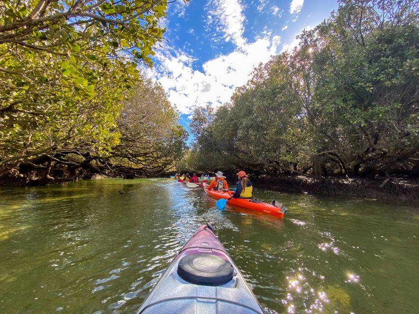 Adelaide: Dolphin Sanctuary Mangroves Kayak Tour - More wildlife than you expect: seals, sea lions, birds