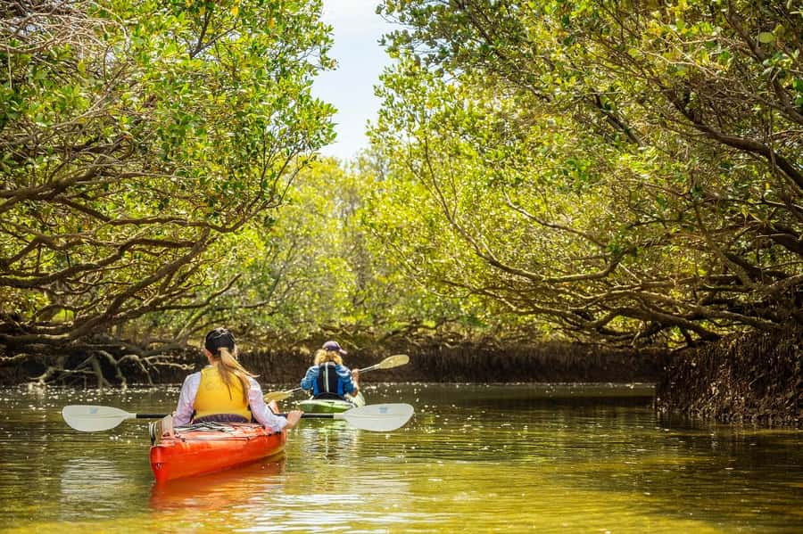 Adelaide: Dolphin Sanctuary Mangroves Kayak Tour - Price and value: is $38 worth 90 minutes in the mangroves?