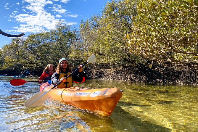 Adelaide Dolphin Sanctuary Mangroves Kayaking Tour - Key highlights to know before you go