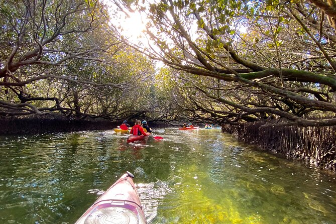 Adelaide Dolphin Sanctuary Mangroves Kayaking Tour - Where this tour starts: Adventure Kayaking SA in Port Adelaide
