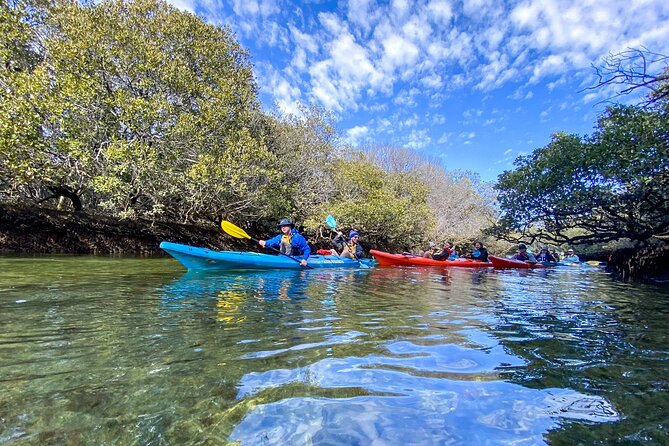 Adelaide Dolphin Sanctuary Mangroves Kayaking Tour - How long it takes and how the pace feels