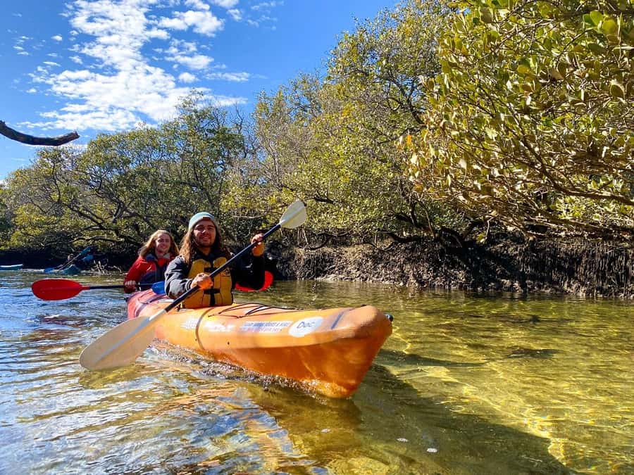 Adelaide: Dolphin Sanctuary Single or Double Kayak Rental - Dolphin chances: how to think about sightings in this 2-hour hunt