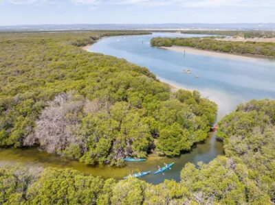 Adelaide: Dolphin Sanctuary Single or Double Kayak Rental - Inside the mangrove creeks of the Adelaide Dolphin Sanctuary
