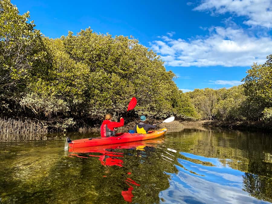 Adelaide: Dolphin Sanctuary Single or Double Kayak Rental - Should you book the Adelaide Dolphin Sanctuary kayak rental?