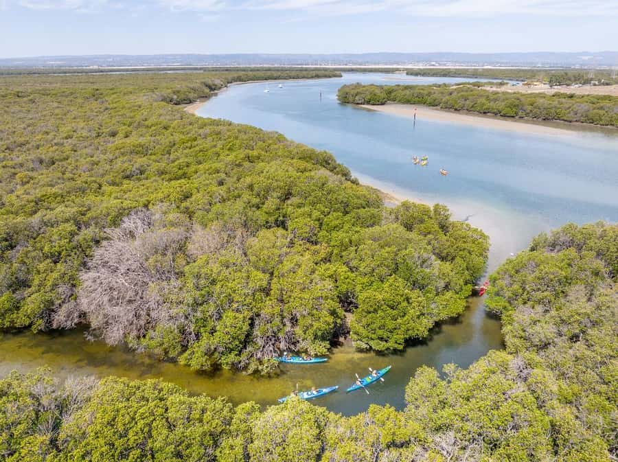 Adelaide: Dolphin Sanctuary Single or Double Kayak Rental - Inside the mangrove creeks of the Adelaide Dolphin Sanctuary