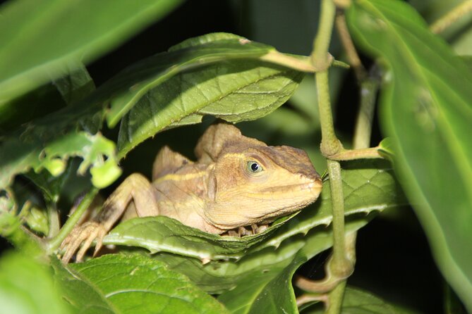 Adventure Canoe Tour in Tortuguero - Price and Logistics: The Real Value of $25 (Plus Tickets)