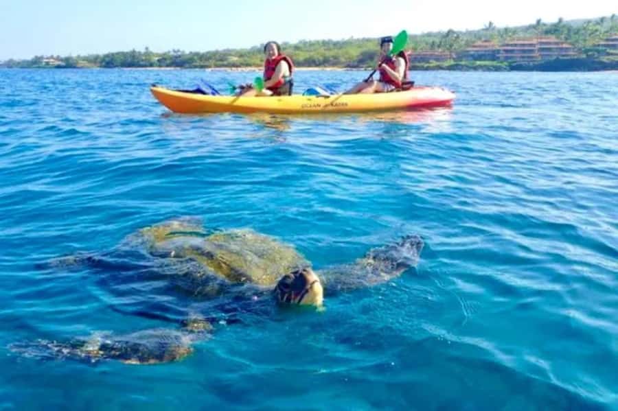 Airlie Beach: Half Day Turtle Tour Sea Kayaking Adventure - Key Points I’d Plan Around