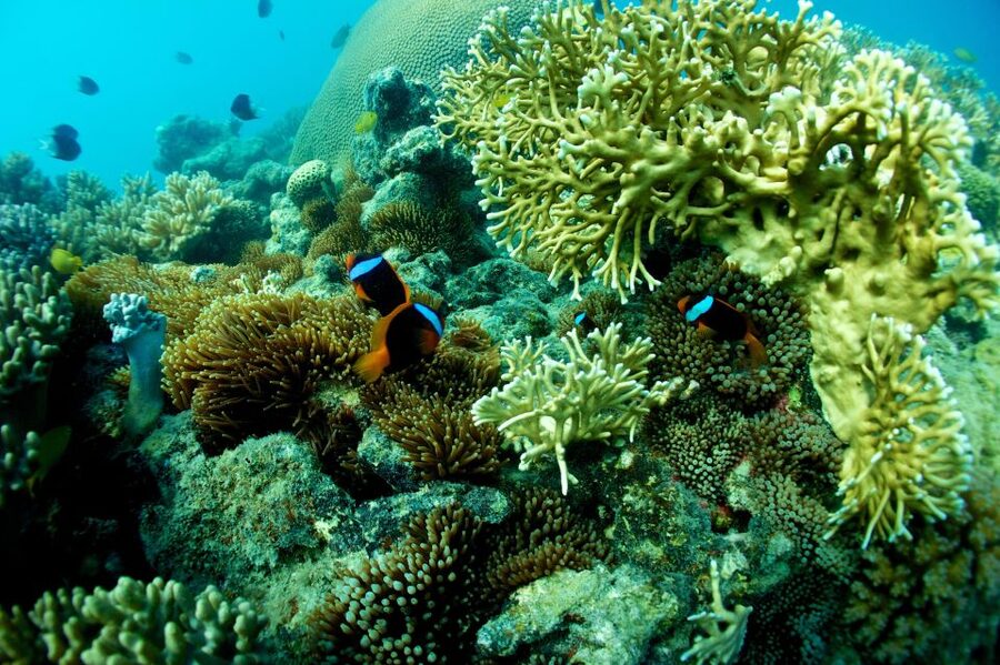 Airlie Beach: Whitsunday Islands Sailing, SUP & Snorkel Tour - Who This Whitsundays Sailing Day Suits Best
