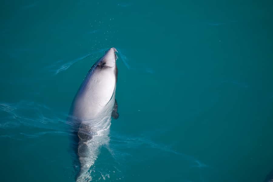 Akaroa: 4WD Safari and Guided Sea-Kayaking Experience - Price and timing: does $80 feel like good value?