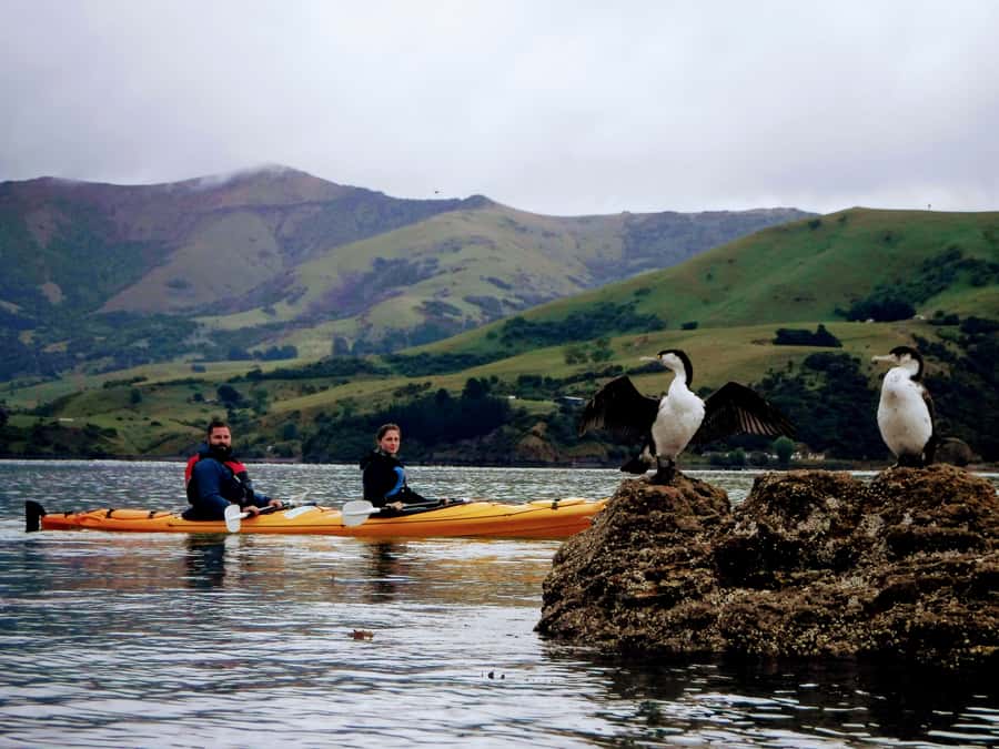 Akaroa: Akaroa Marine Reserve Sea Kayaking Tour - Key points that make this tour worth your time
