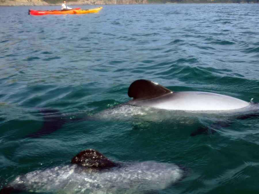 Akaroa: Akaroa Marine Reserve Sea Kayaking Tour - Akaroa Marine Reserve wildlife odds: dolphins, penguins, seals, and birds