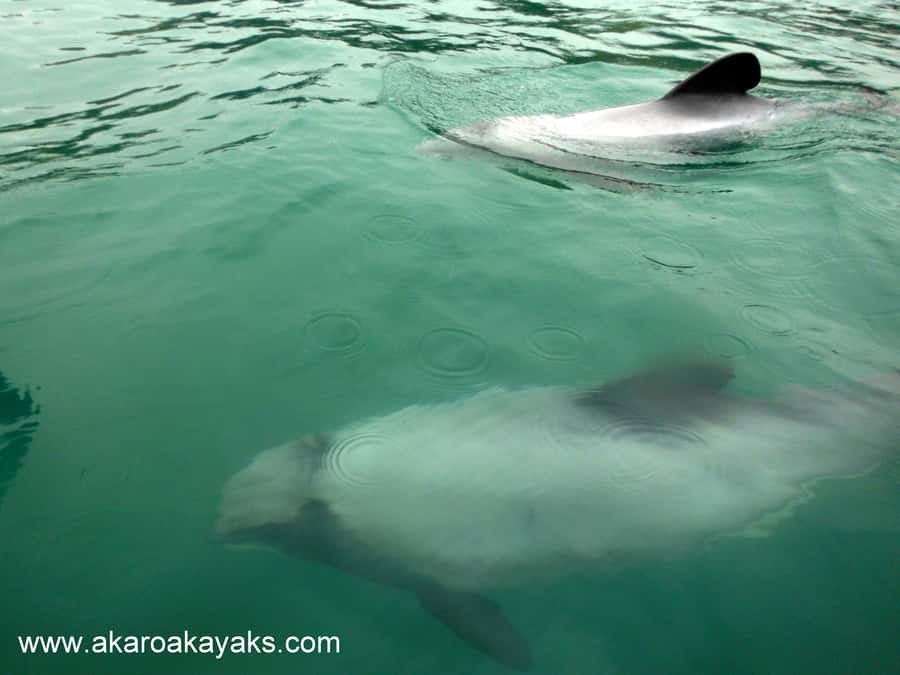 Akaroa: Guided Sunrise Sea Kayaking Tour - Wildlife encounters you can actually plan for