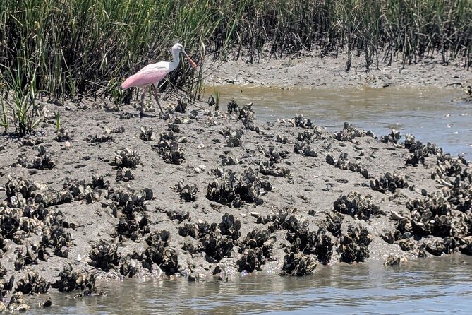 Amelia Island Kayak and Paddleboard Rentals Talbot State Park - Comfort and safety: lifevests, leashes, and the “stuck in mud” reality