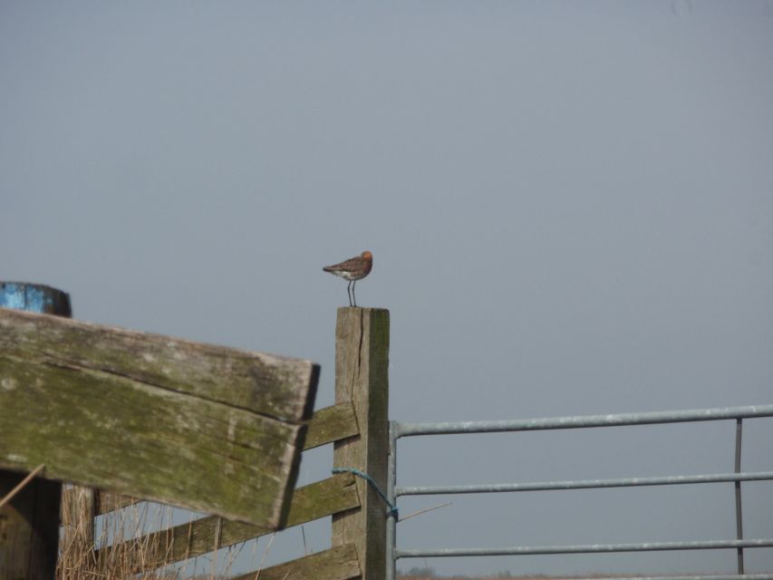 Amsterdam 5-Hour Guided Canoe Trip in the Wetlands - Birdwatching Targets: What You Might Spot in the Reeds