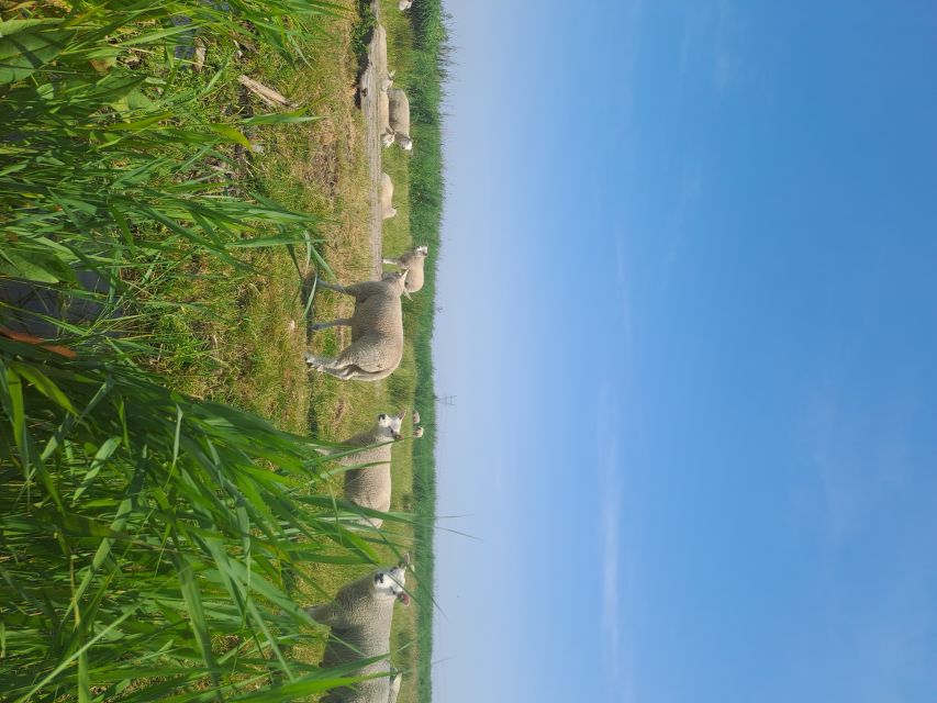 Amsterdam: Countryside Bike and Kayak Guided Tour - Broek in Waterland kayaking: calm water, animals, and an easy rhythm