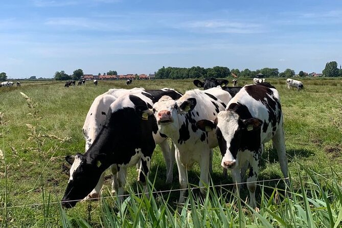 Amsterdam Countryside Bike and Kayak Tour - The guide factor: how Tristan keeps groups together