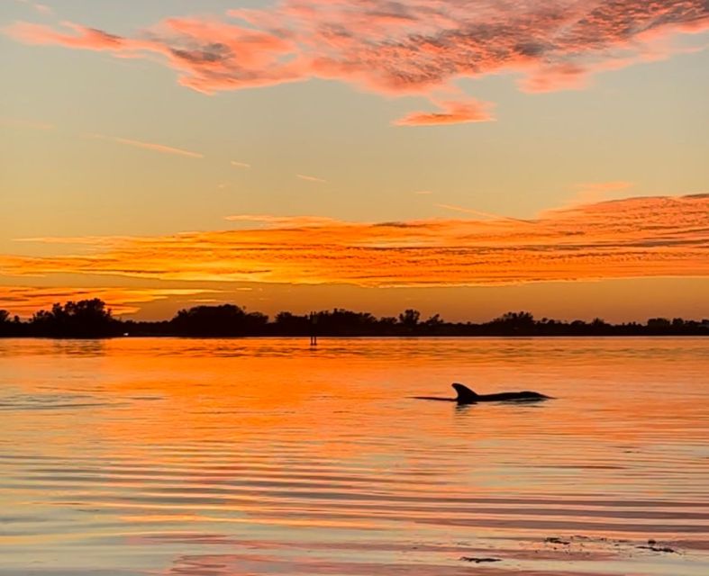 Anna Maria Island and Bradenton: Sunset Kayak Dolphin Tour - Key Things That Make This Dolphin Kayak Tour Worth Your Time