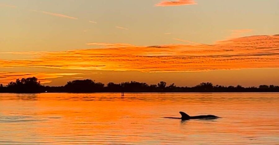 Anna Maria Island and Bradenton: Sunset Kayak Dolphin Tour - Where You Meet, What You’re Riding, and How the Tour Starts