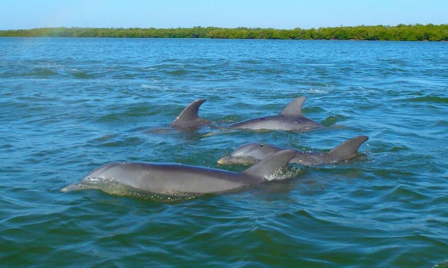 Anna Maria Island and Bradenton: Sunset Kayak Dolphin Tour - Price and Value: Is $60 Worth It for 2 Hours?