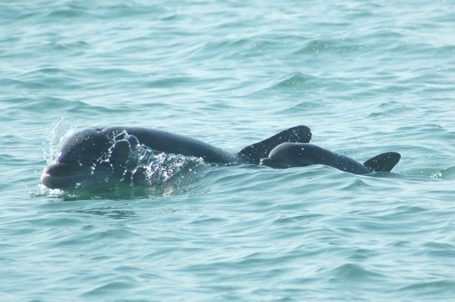 Anna Maria Island and Bradenton: Sunset Kayak Dolphin Tour - Should You Book This Sunset Kayak Dolphin Tour?