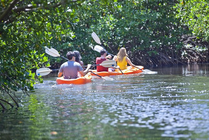 Antigua Zipline & Kayaking Combo From St. John's - North Sound speedboat and mangrove eco-kayaking: calm water, close-up nature