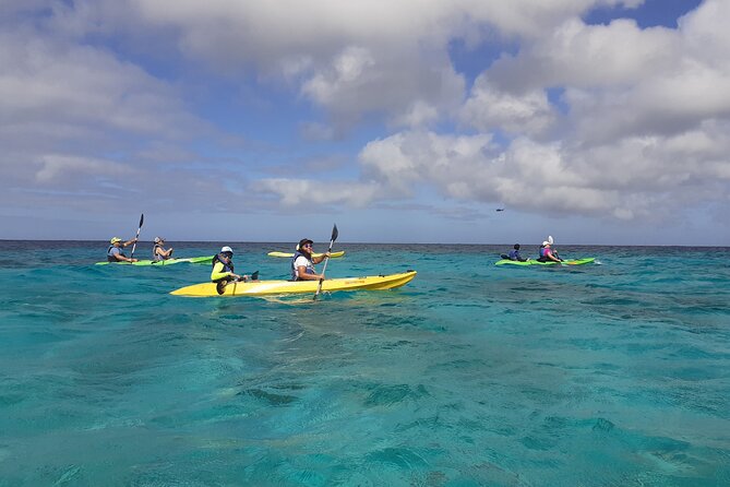 Aruba Glass Bottom Kayak Tour through the Mangrove Forest - Mangel Halto’s Quiet Start: Where This Tour Feels Like the Real Aruba
