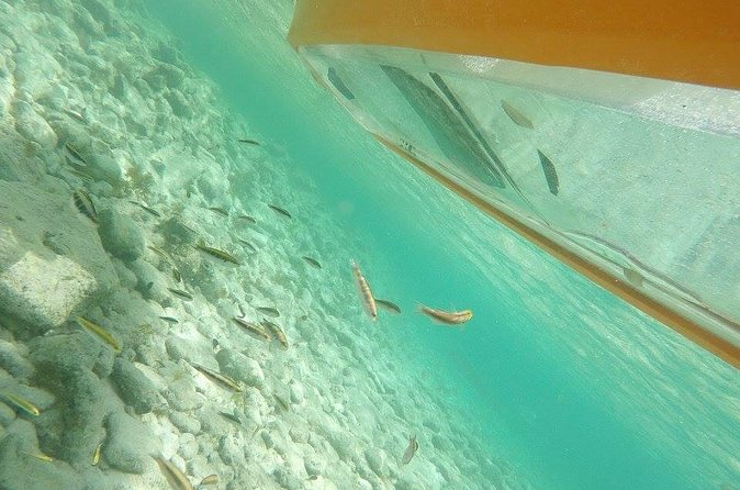 Aruba Glass Bottom Kayak Tour through the Mangrove Forest - Santo Largo’s Largest Mangroves: Secluded Beach Time That Breaks Up the Paddle