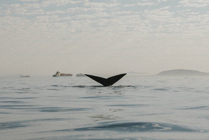 Atlantic Outlook Kayak Tour Cape Town - Price and Value: How $29 Makes This a Good Cape Town Deal