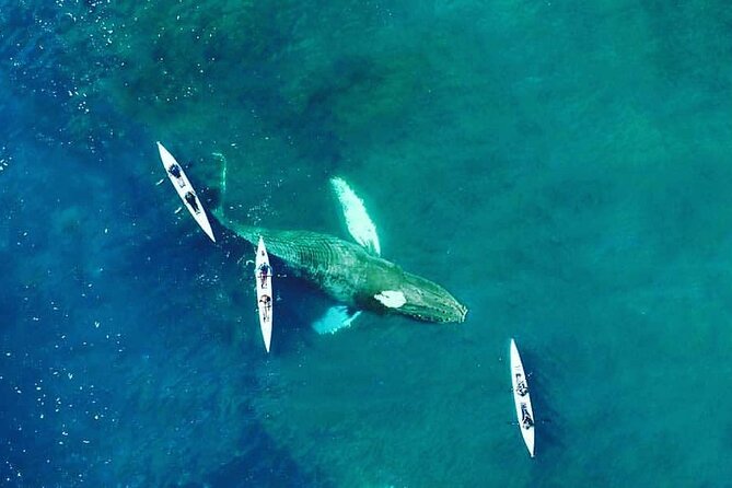 Atlantic Outlook Kayak Tour Cape Town - Weather, Rescheduling, and the Morning Tip That Actually Matters