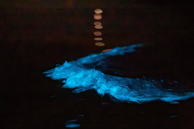 Auckland Bioluminescence Kayak Tour - Timing, Weather, and When the Glow Actually Happens