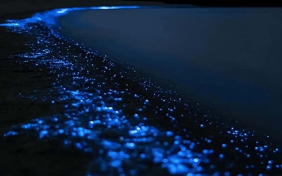 Auckland: Bioluminescence Kayak Tour with Guide - Getting Kitted Up: Warm Clothes Beat Good Intentions
