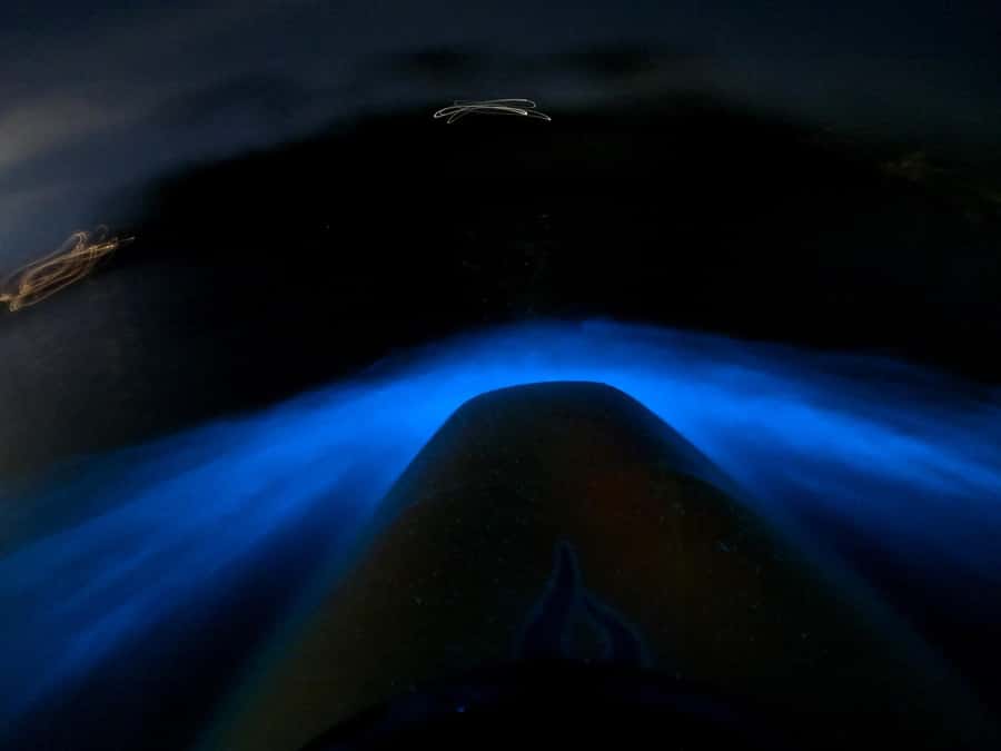 Auckland: Bioluminescence Kayak Tour with Guide - Logistics: Transport Isn’t Included, But Timing Can Still Be Managed