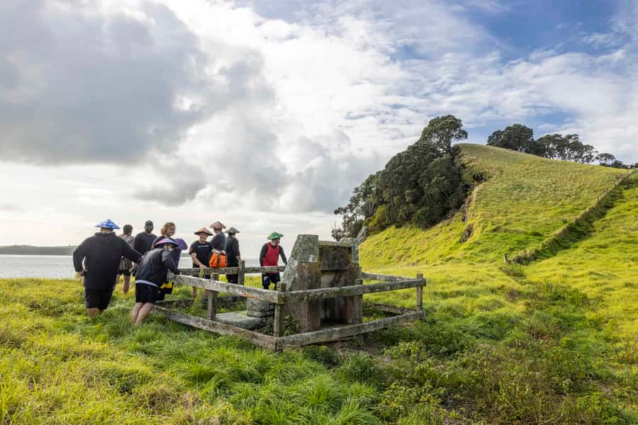 Auckland: Browns Island (Motukorea) Sea Kayak Tour - Wildlife odds: whales, dolphins, and chances at blue penguins
