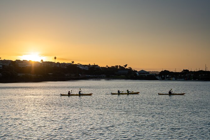 Auckland City Lights Night Kayaking Tour - Price and Value for an Auckland Night Kayak Tour
