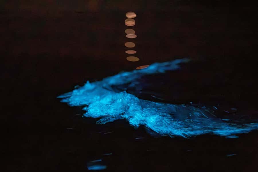 Auckland: Night Kayak Tour in Glowing Bioluminescent Waters - Key things that make this Auckland kayak tour special