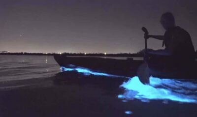 Auckland: Night Kayak Tour in Glowing Bioluminescent Waters - How the timing works: sunset briefing, then real darkness