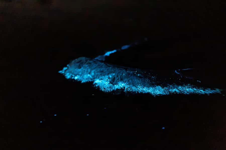 Auckland: Night Kayak Tour in Glowing Bioluminescent Waters - Equipment and safety: the “night kayak” essentials