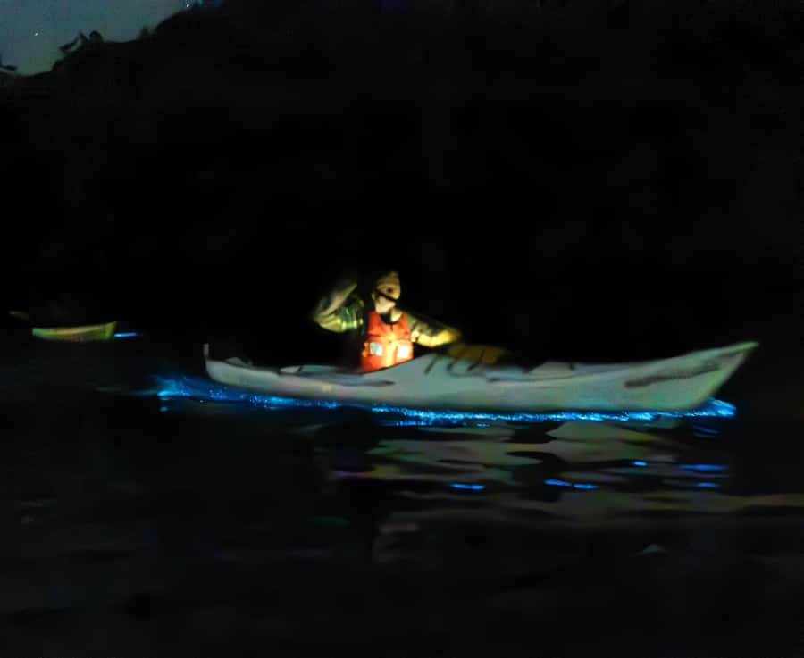 Auckland: Night Kayak Tour in Glowing Bioluminescent Waters - Why moon phase and low light pollution matter so much
