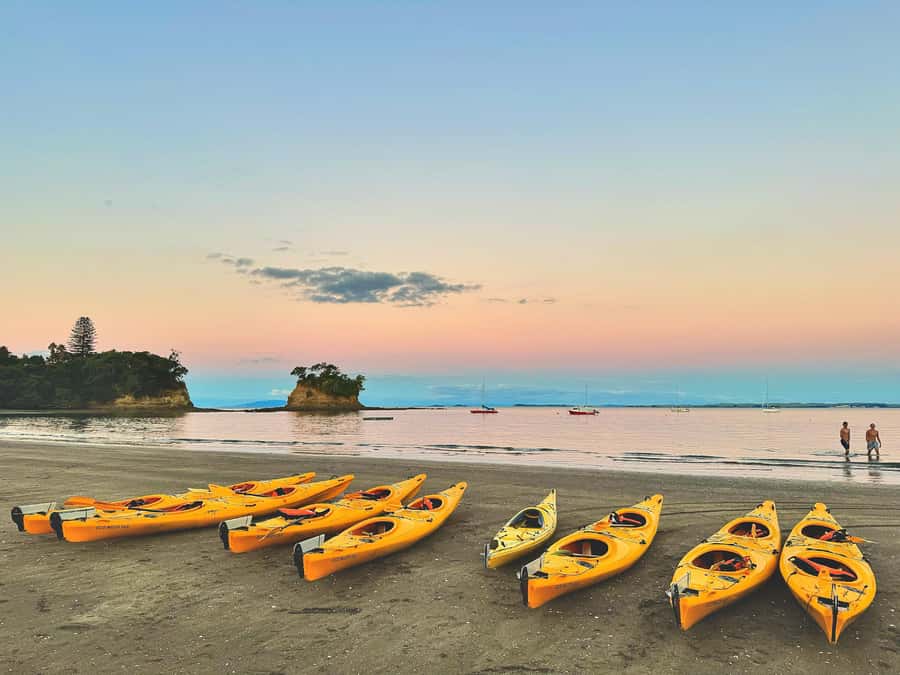 Auckland: Night Kayak Tour in Glowing Bioluminescent Waters - Price and value: what $56 buys you