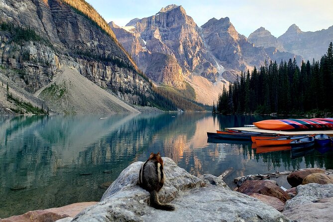Banff/Canmore Moraine Lake & Lake Louise– Hike, Canoe or Sightsee - Wildlife spotting: when the van slows down, don’t miss it