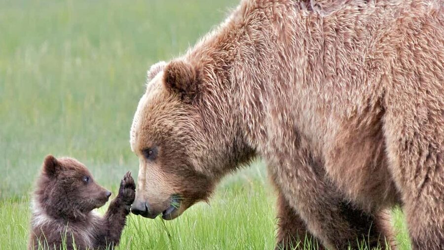 Banff/Canmore Moraine Lake & Lake Louise-Hike/Canoe/Sightsee - The drive that keeps you watching the road: wildlife corridor time